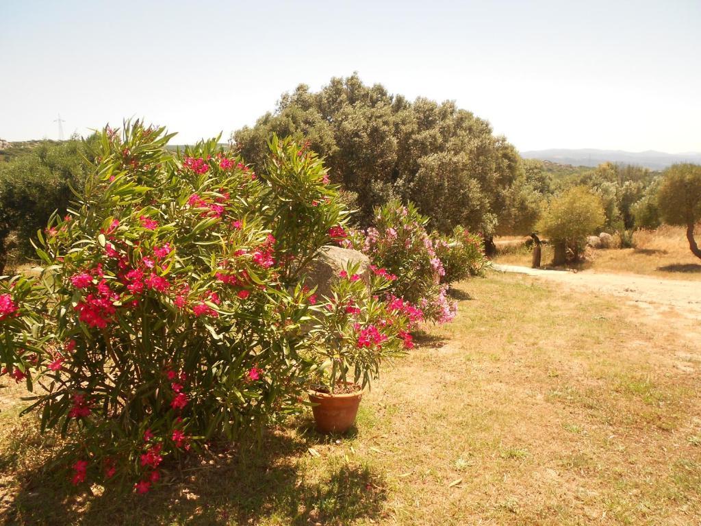 B&B L' Incantu Santa Teresa Gallura Exterior foto